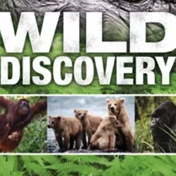 Wild Discovery