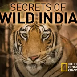 Wild India