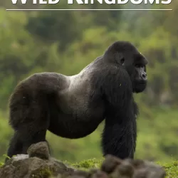 Wild Kingdoms