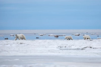 Wild Life: The Big Freeze