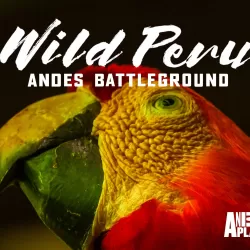 Wild Peru: Andes Battleground