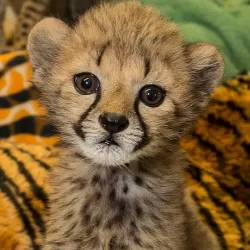 Wild Stories at the San Diego Zoo