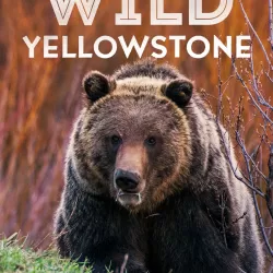 Wild Yellowstone