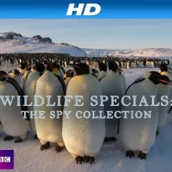 Wildlife Specials: The Spy Collection