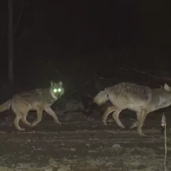Wolves Hunt at Night