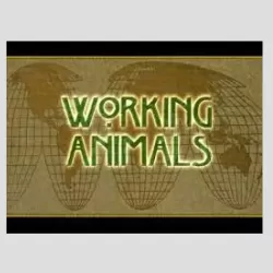 Working Animals