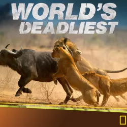 World's Deadliest