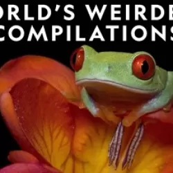 World's Weirdest Compilations