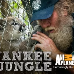 Yankee Jungle