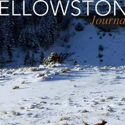 Yellowstone Journals