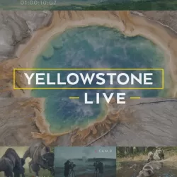 Yellowstone Live